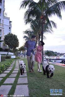 松狮染成熊猫图片,松狮华丽变身，演绎国宝新风尚