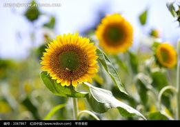 龙葵花图片,神秘色彩下的自然瑰宝